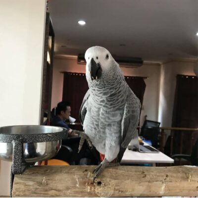 African Grey parrots to buy
