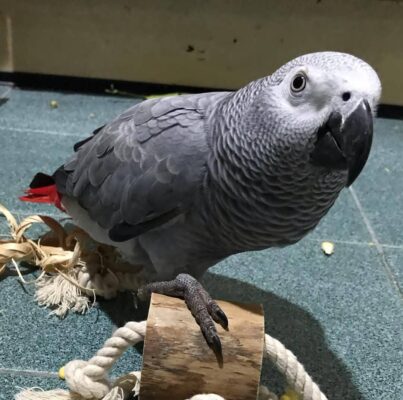 african grey parrot to buy
