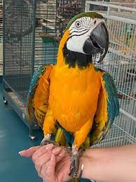 macaws birds for sale