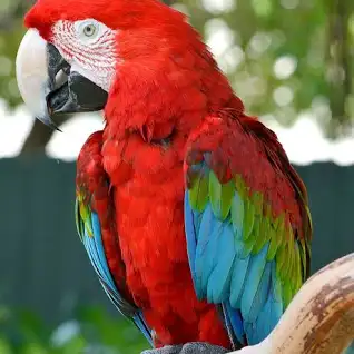 Green Wing Macaws for sale