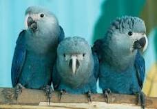 Spix Macaws for sale