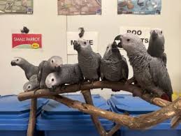 For sale African Grey Parrot