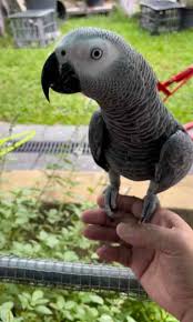 African Grey Parrot Bird For Sale