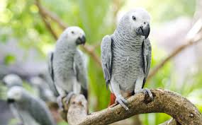 Price of African grey