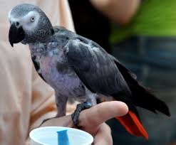 Prices 0f African Grey Parrots