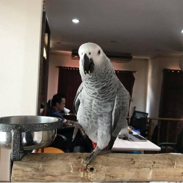 african grey parrots to buy