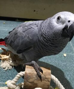 African Grey Parrot birds for sale