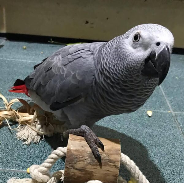 african grey parrots for sale