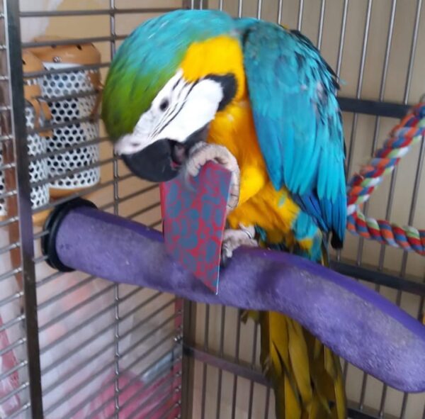 blue and gold macaws for sale