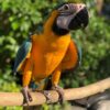 blue and yellow macaws for sale
