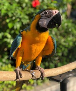 Macaw Birds For Sale