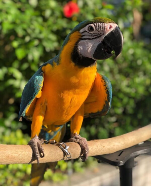 blue and yellow macaws for sale