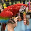 Macaws parrot for sale