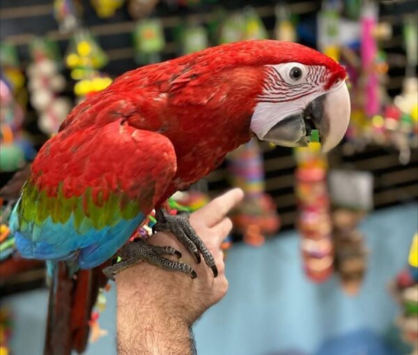 Macaws parrot for sale