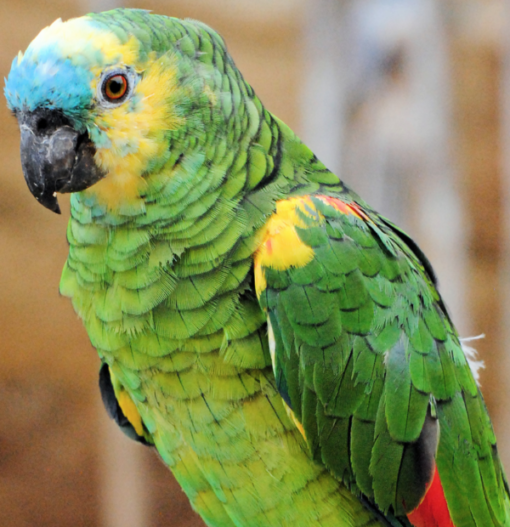 Amazon parrot for sale