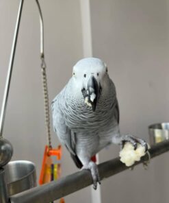 African Grey Parrot Bird for Sale