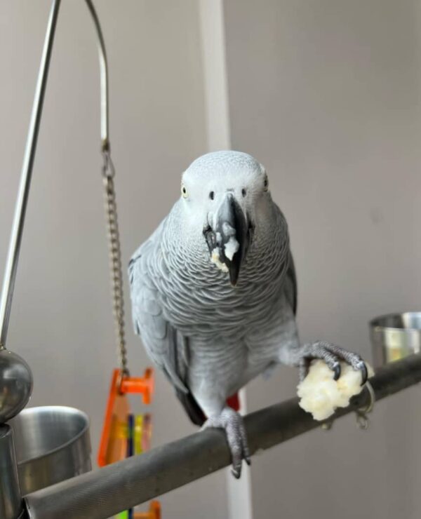 African Grey Parrot Bird for Sale