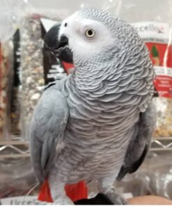 african grey parrots sale