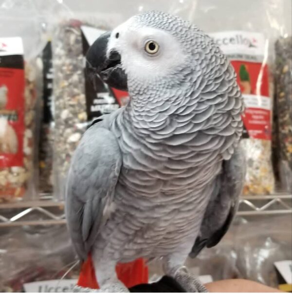 african grey parrots sale