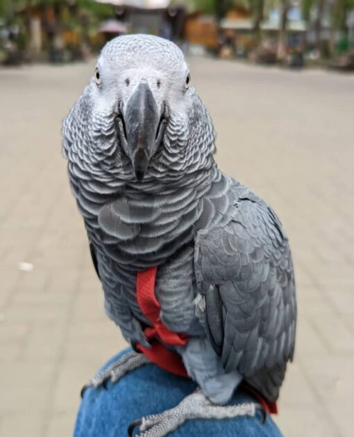 bird for sale african grey