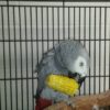 parrot for sale african grey
