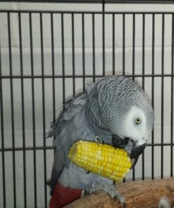 parrot for sale african grey