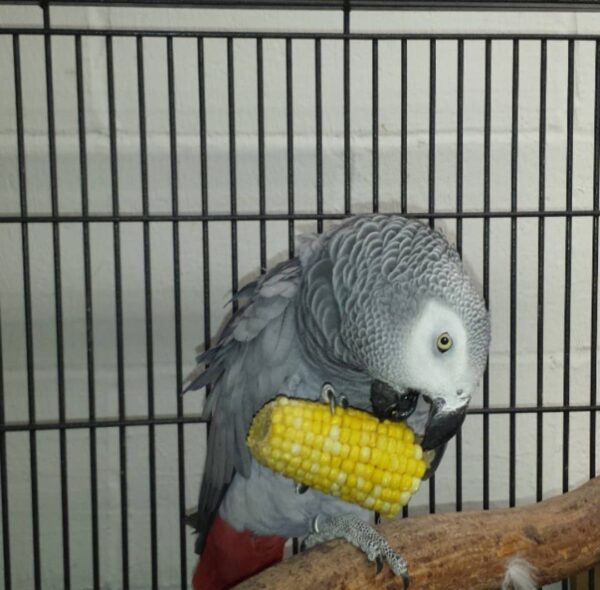 parrot for sale african grey