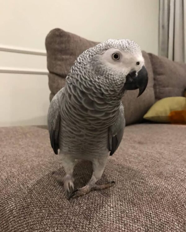 African Grey Parrots for Sale