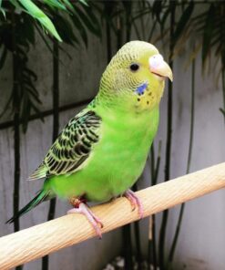 Parakeet for sale