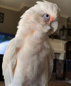 Cockatoo Parrot for sale
