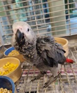 African grey parrot birds for sale