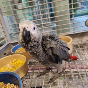 African grey parrot birds for sale