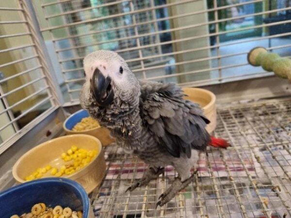 African grey parrot birds for sale