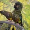 military macaws for sale