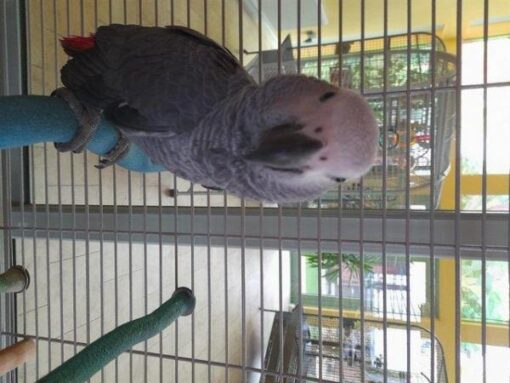 African grey parrot birds for sale