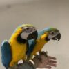 macaws for sale on craigslist