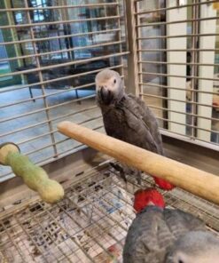 african grey parrots on sale