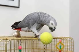 Price Of an African Grey